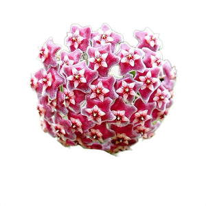 Hoya Carnosa 'Amore'