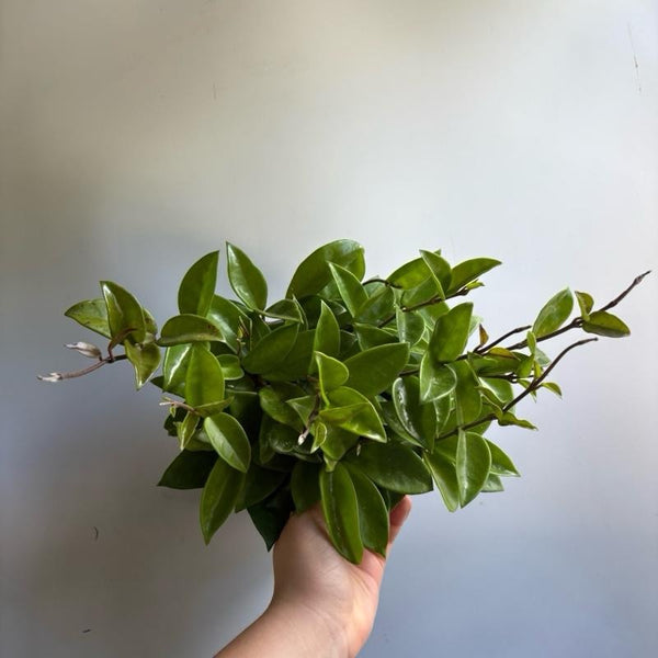Hoya Carnosa amore 6"  pot