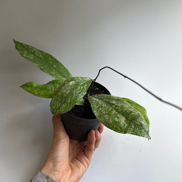 Hoya Finlaysonii Chicken Farm 4" Pot