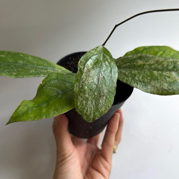 Hoya Finlaysonii Chicken Farm 4" Pot