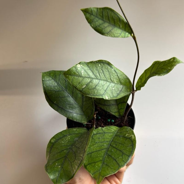 Hoya ranauensis 4” pot