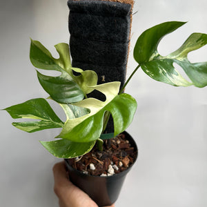 Variegated Rhaphidophora Tetrasperma (Mini Monstera)