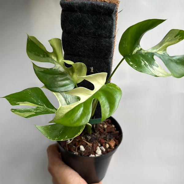 Rhaphidophora tetrasperma 4” pot