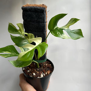 Variegated Rhaphidophora Tetrasperma (Mini Monstera)