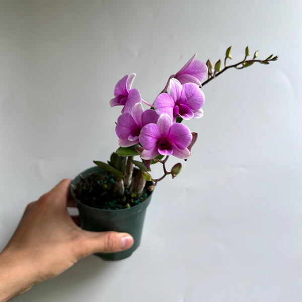 Pink Mini Orchids