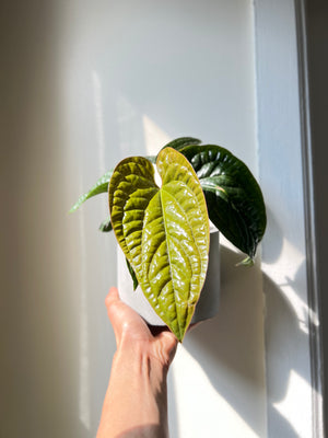 Anthurium Radicans x Luxurians