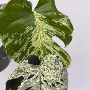 Monstera Deliciosa ‘Bulbasaur’