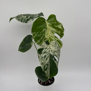 Monstera Deliciosa ‘Bulbasaur’