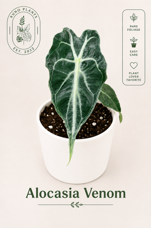 Alocasia 'Venom'
