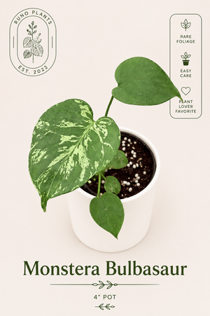 Monstera Deliciosa ‘Bulbasaur’