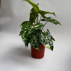 Syngonium Panda Galaxy