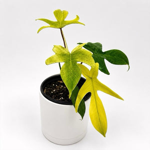 Philodendron Florida Ghost White