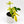 Philodendron Florida Ghost Mint