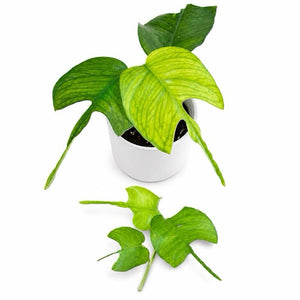 Skeleton Key Pothos
