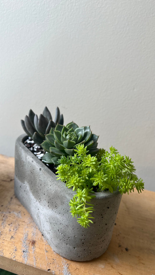 Succulents in concrete pots