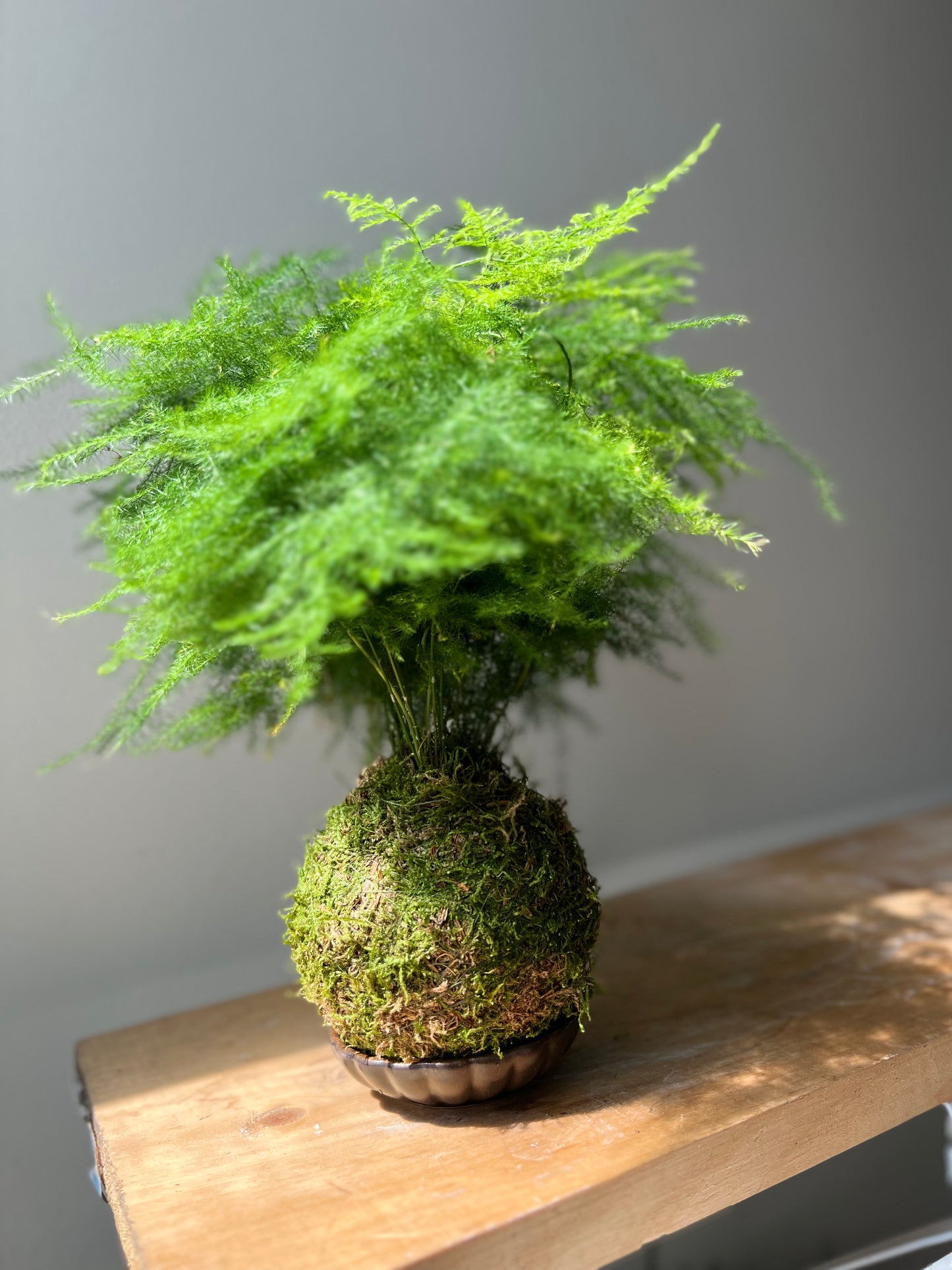 Fern asparagus Kokedama