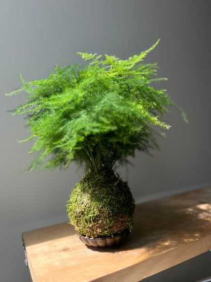 Fern asparagus Kokedama