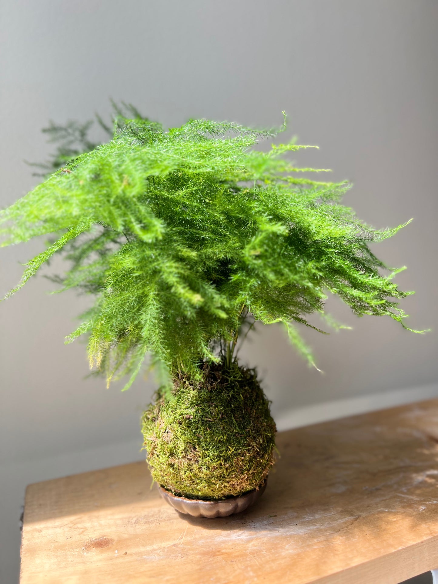 Fern asparagus Kokedama