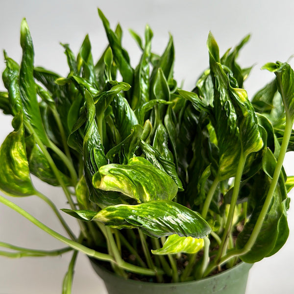 Pothos Shangri La