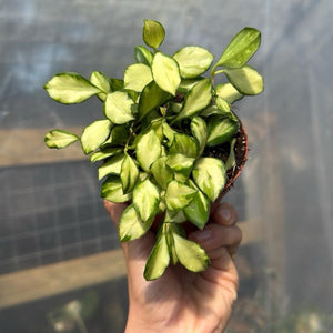 Variegated Hoya Heuschkeliana 4” pot