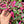 Alternanthera 'Party Time'