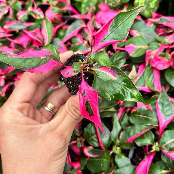 Alternanthera 'Party Time'