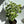 Variegated Aralia Balfouriana