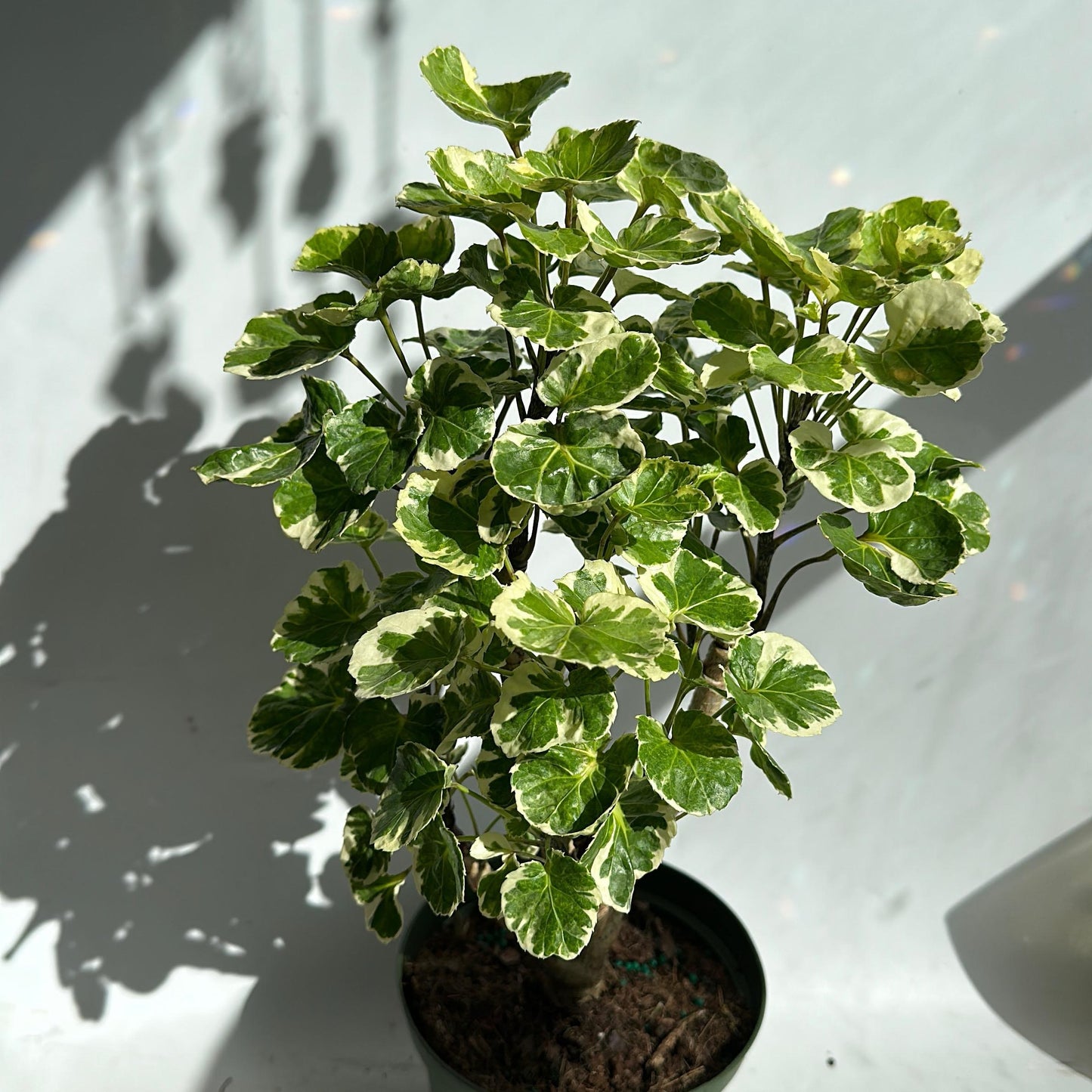 Aralia Balfouriana Variegated stump 6" pot