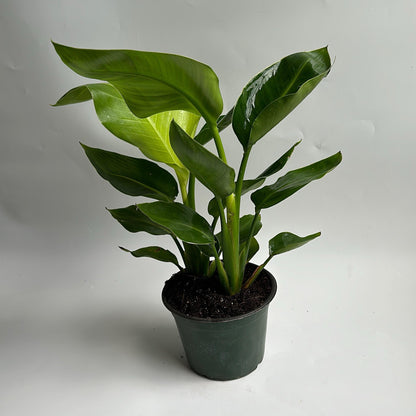 Bird of paradise 6" pot
