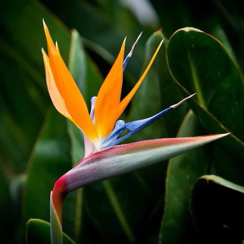 Bird of paradise 6" pot