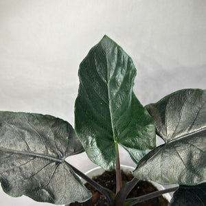 Alocasia Antoro Velvet 6" pot