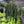 Anthurium Vittarifolium