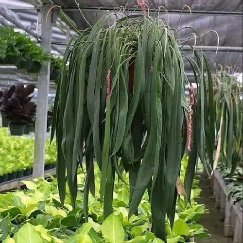Anthurium vittarifolium 4" pot
