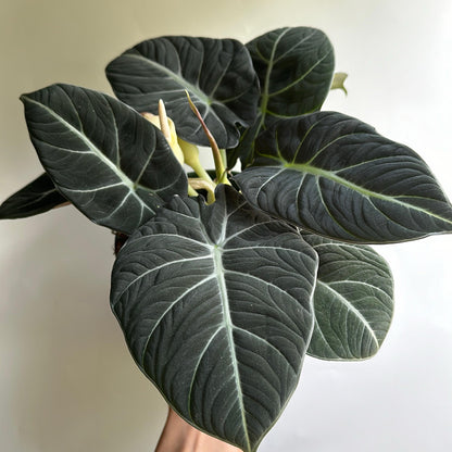 Alocasia black velvet 6" pot