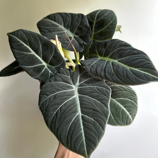 Alocasia black velvet 6" pot