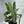 Philodendron Billitie