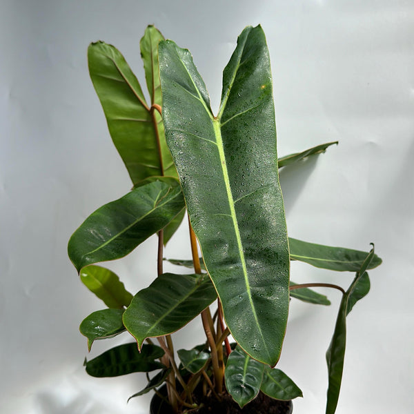 Philodendron Billitie