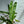 Philodendron Billitie