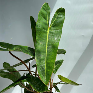 Philodendron Billitie 6” pot