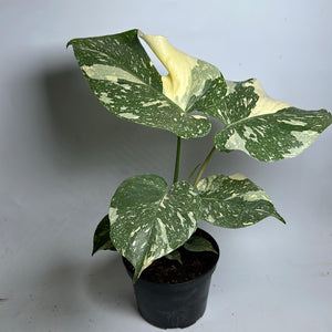 Monstera Thai Constellation