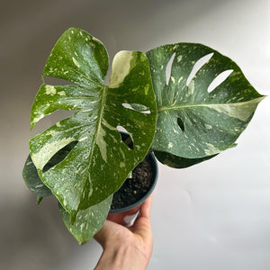 Monstera Thai Constellation