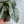 Alocasia Corazon