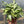 Syngonium Starlite