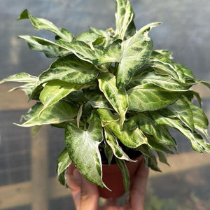 Syngonium Starlite 4” pot beginner friendly