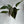 Philodendron Royal Queen