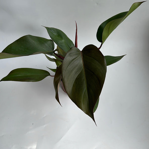 Philodendron Royal Queen