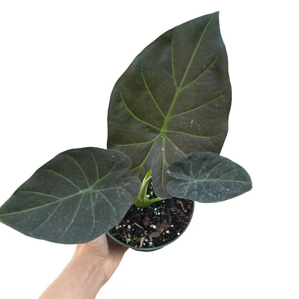 Alocasia Regal Shields Sumo