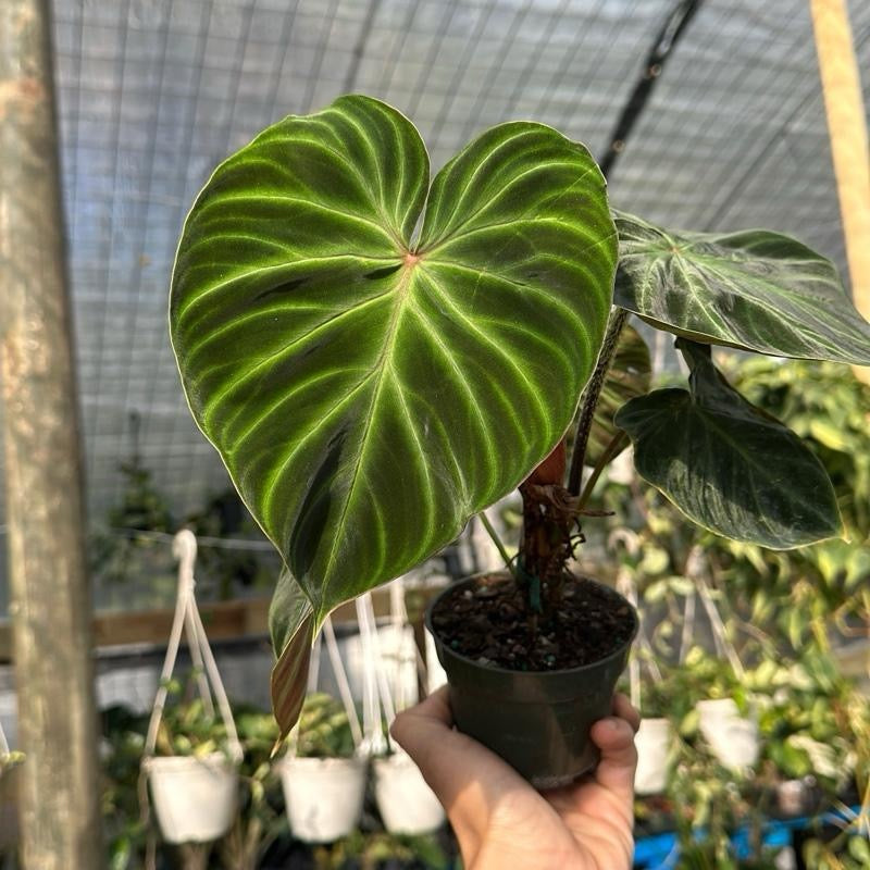 indoor philodendron verrucosum Philodendron Verrucosum