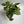 Syngonium Batik