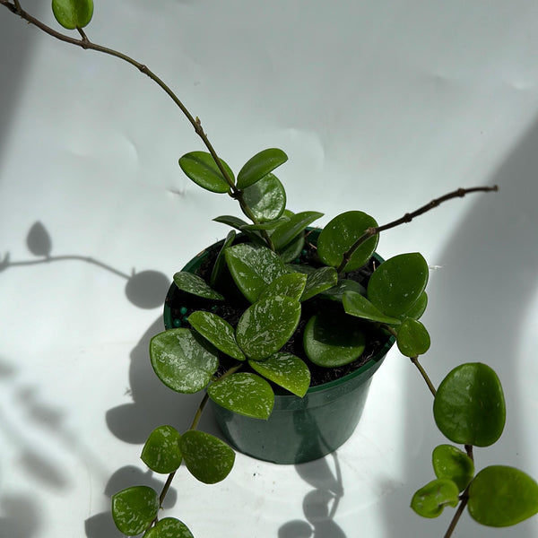 Hoya Mathilde 'Splash'